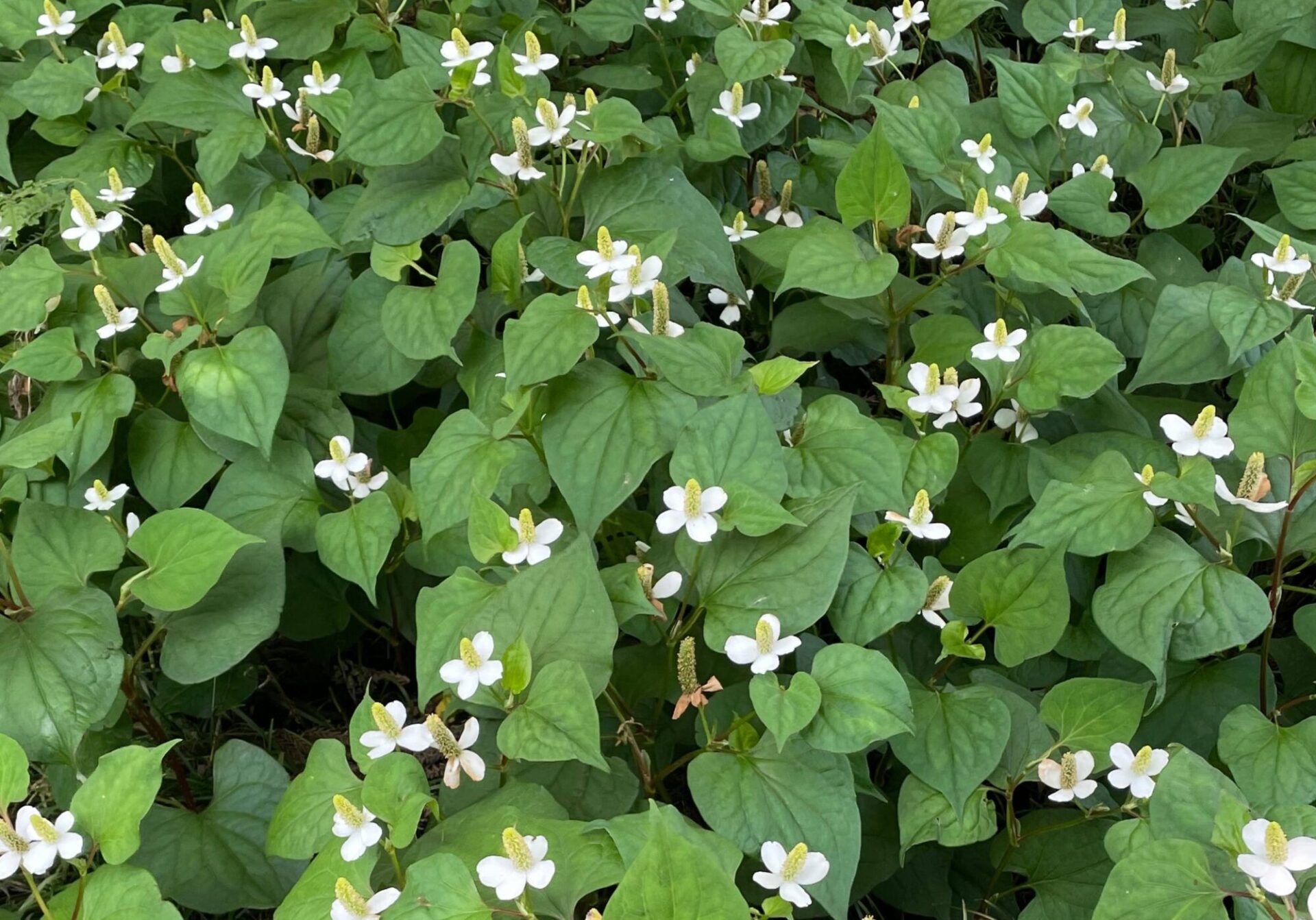 天然素材の虫除け ドクダミの花で作る ドクダミチンキ 株式会社やまとわ