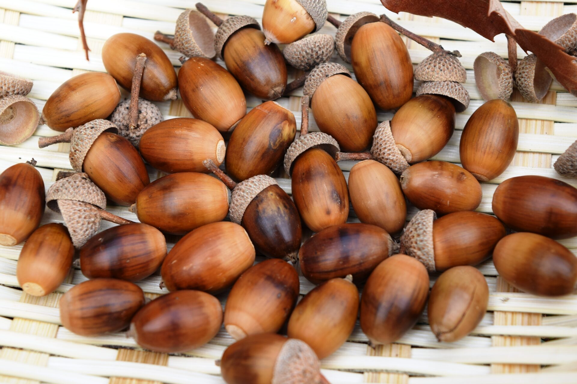 DONGURI FURNITUREで使う4つの樹種と人間の暮らしについて | 株式会社  